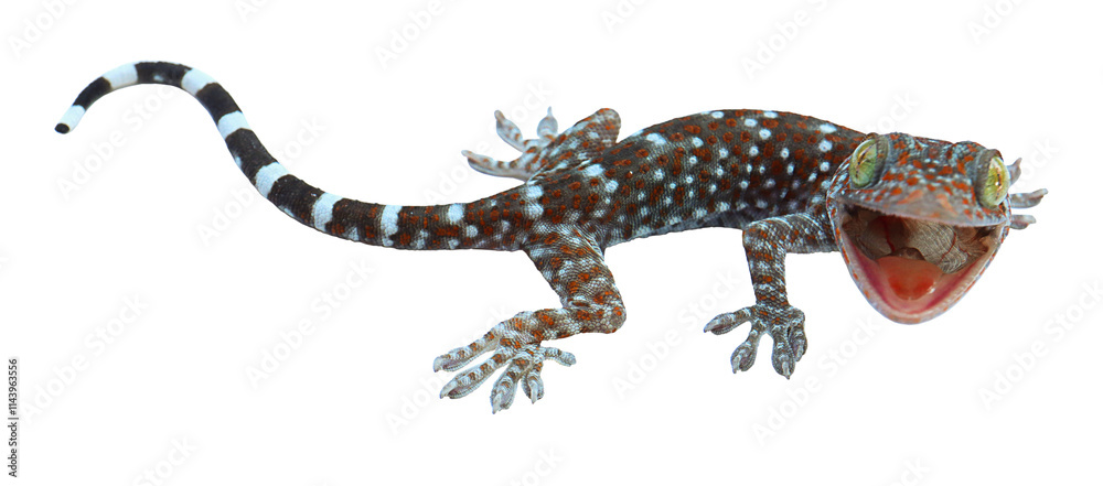 Naklejka premium gecko on transparent png photography