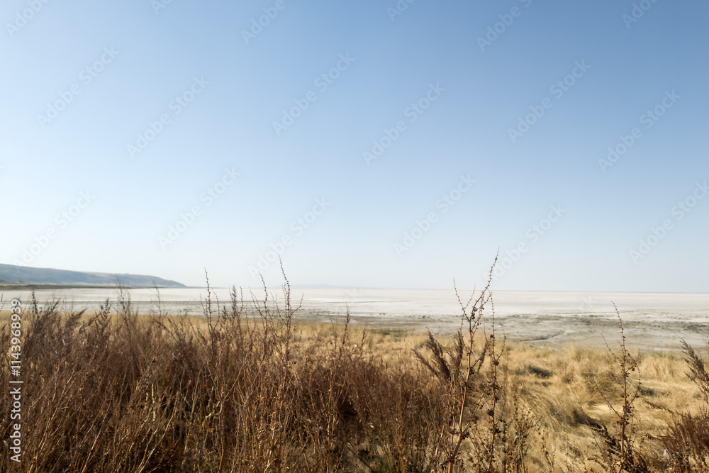 Fototapeta premium Fall dry plant and wheat field, dry weed swan in detail with autumn landscape, dry plant against the background of a dry field and blue sky. Global Warming Climate Change and Concept. Copy space text