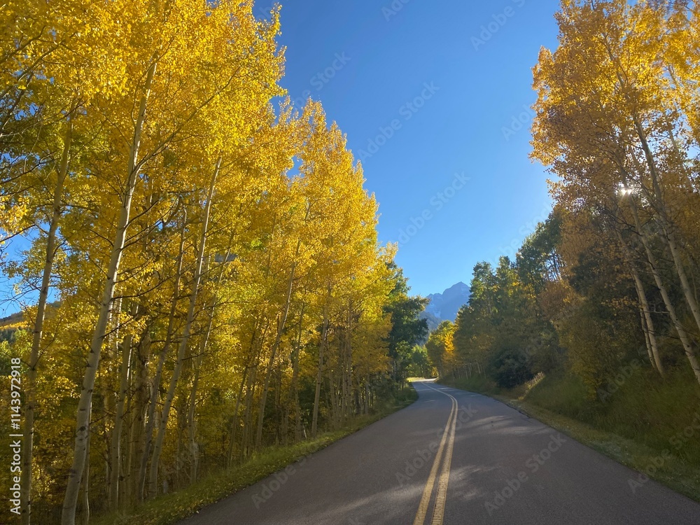 Fototapeta premium road in autumn