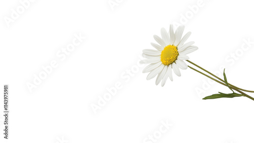 Wallpaper Mural Beautiful Fresh White Daisy Flower with a Vibrant Yellow Center for Nature-Themed Projects, Illustrations, and Floral Designs. Torontodigital.ca