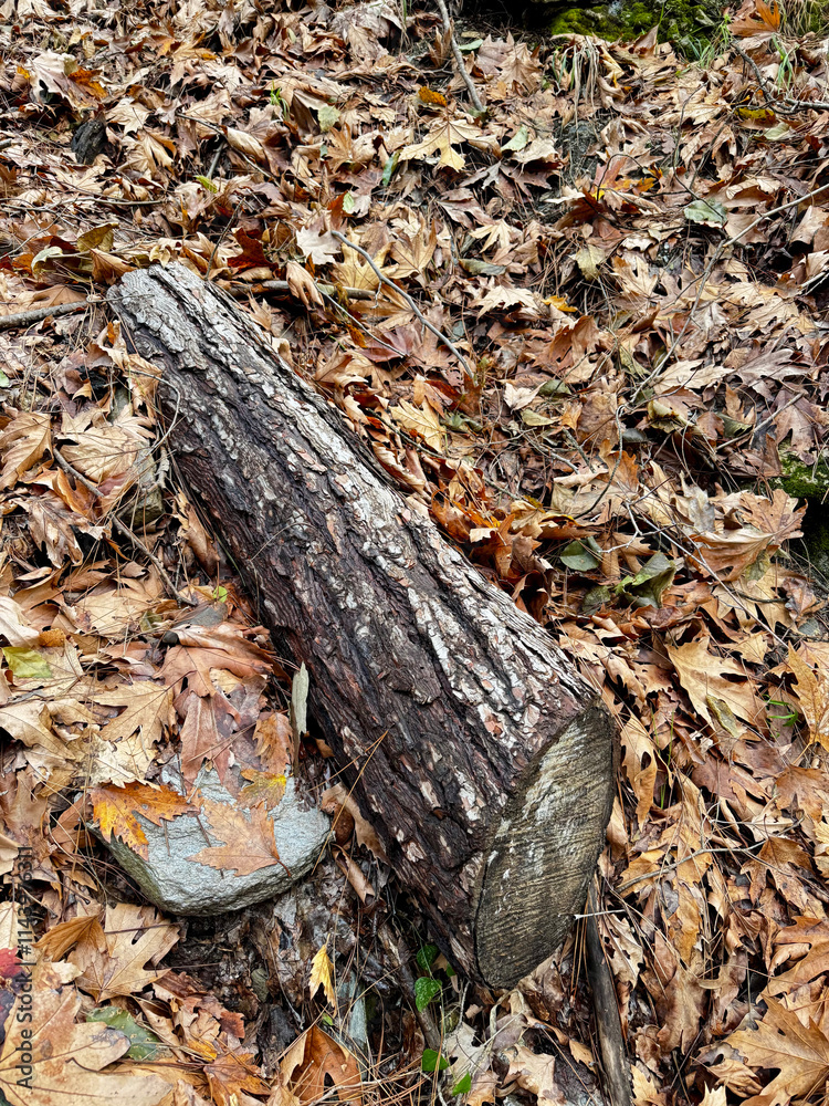 Naklejka premium Log on yellow autumn leaves. High quality photo
