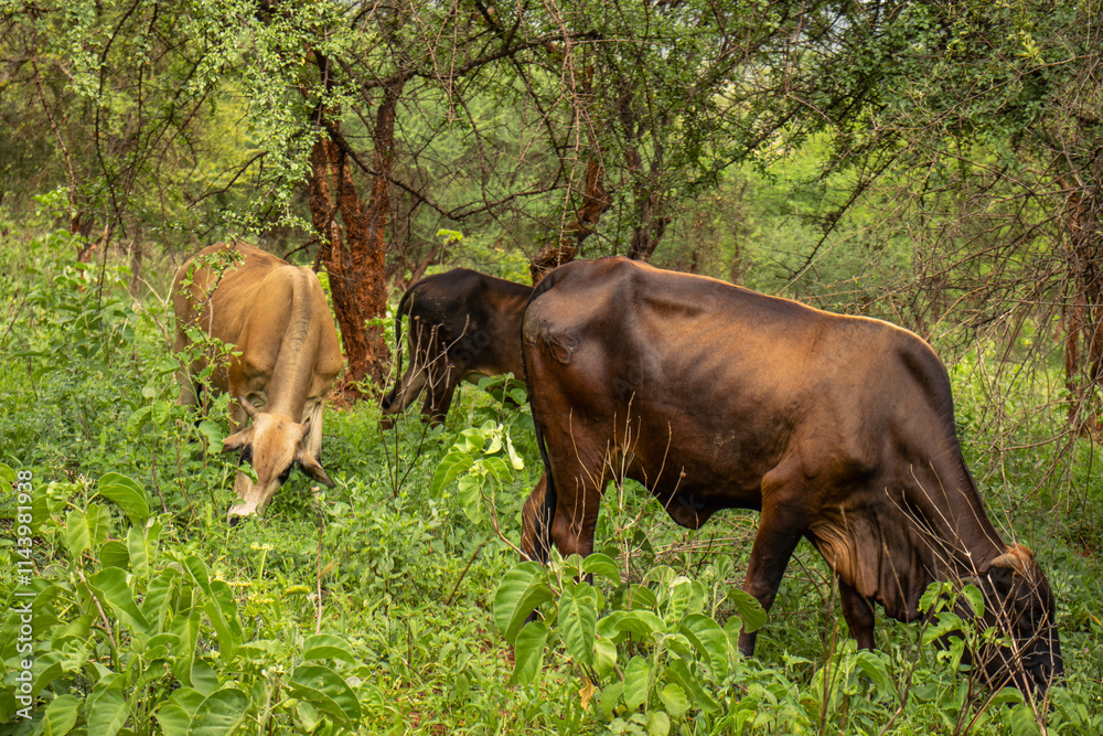 A herd of cattle heading out to graze in the savannah after the rains A herd of cattle heading out to graze in the savannah after the rains