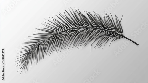 A delicate black palm leaf gracefully lies against a soft gradient background. photo