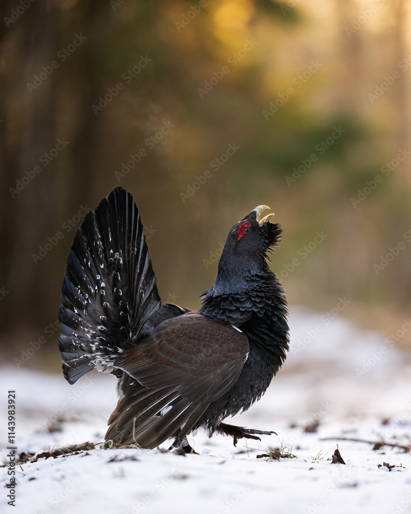 Western capercaillie walking on snow at sunrise Western capercaillie walking on snow at sunrise