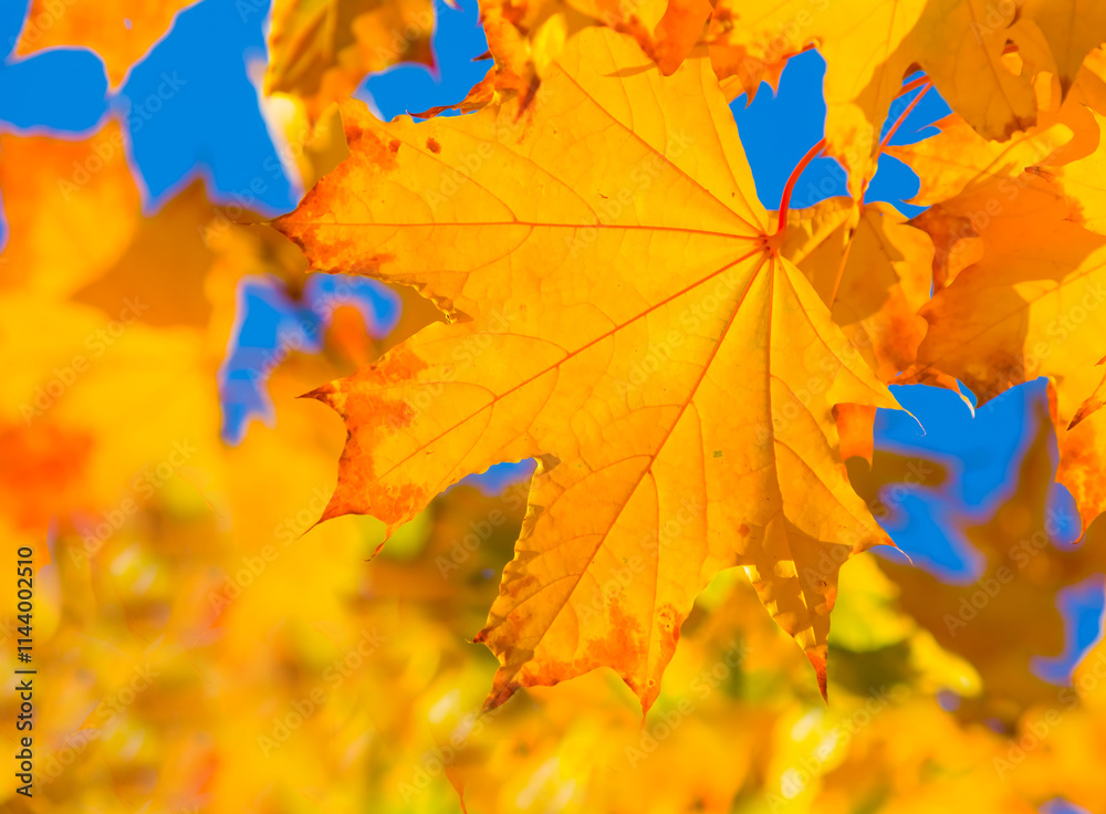 Fototapeta premium closeup red dry maple tree branch in a forest, beautiful natural outdoor seasonal background