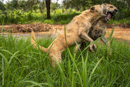 Africanis dog playing in the lush savannah by the river  photo