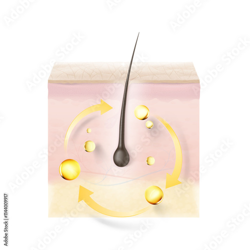 Highly realistic multiple layers skin with hair. Vector illustration isolated on white background. Ideal for skin health-related project. Great for infographics, showing the action of product. EPS10.