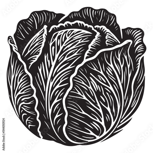 Cabbage Silhouette Vector Illustration, Solid White Background.