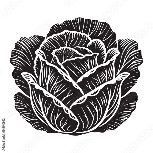 Cabbage Silhouette Vector Illustration, Solid White Background.