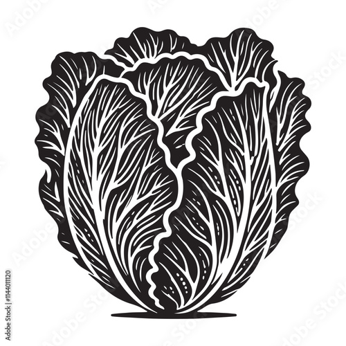 Cabbage Silhouette Vector Illustration, Solid White Background.