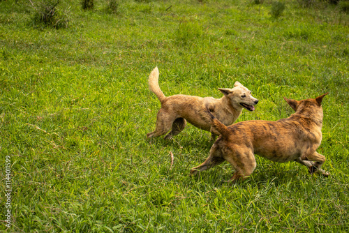 Africanis dog outdoors on the grass in the lush savannah  photo