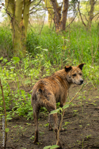Africanis dog outdoors on the grass in the lush savannah  photo