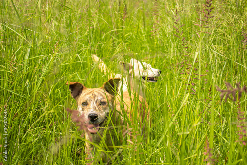 Africanis dog outdoors on the grass in the lush savannah  photo