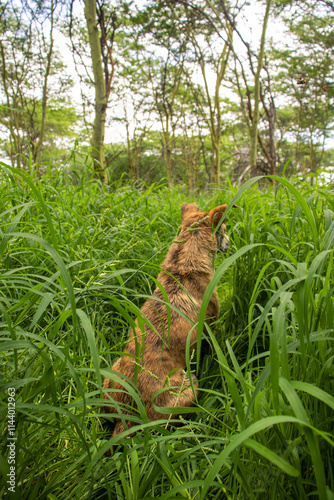 Africanis dog outdoors on the grass in the lush savannah  photo