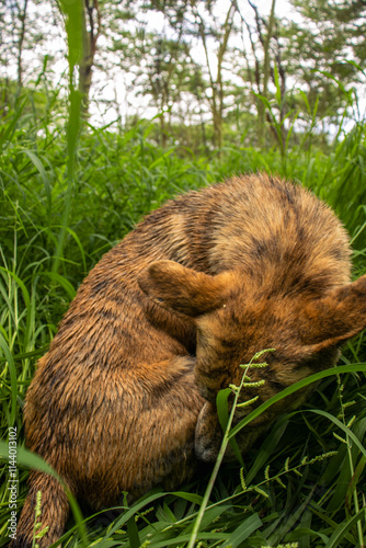 Africanis dog outdoors on the grass in the lush savannah  photo