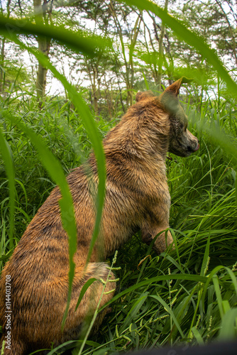 Africanis dog outdoors on the grass in the lush savannah  photo