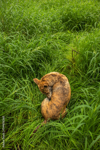 Africanis dog outdoors on the grass in the lush savannah  photo