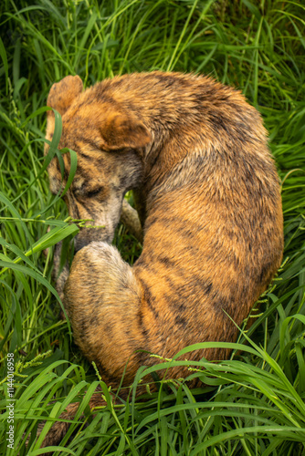 Africanis dog outdoors on the grass in the lush savannah  photo