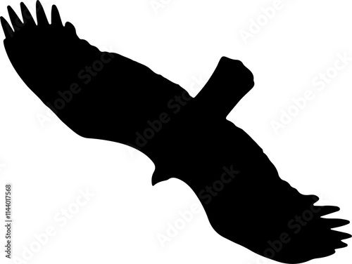 Silhouette of a bird in flight with fully extended wings and spread tail feathers.
 photo