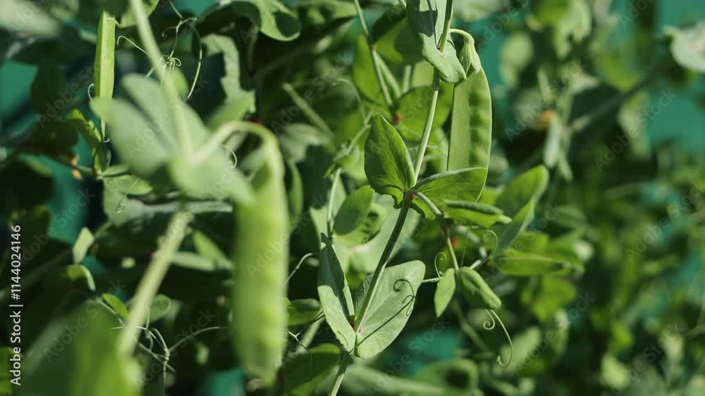 Growing peas. Close-up. Peas growing in open ground in sunlight. The camera focus moves from one pea pod to another. Growing peas. Close-up. Peas growing in open ground in sunlight. The camera focus moves from one pea pod to another.