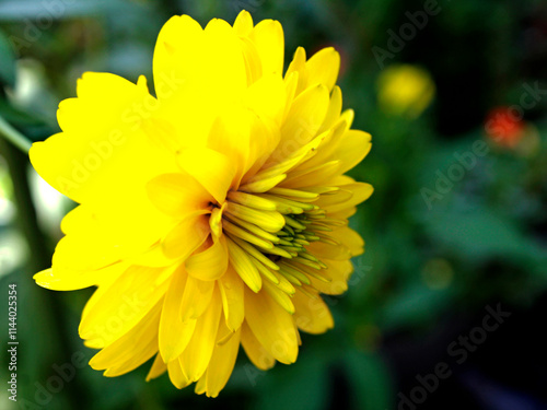 Rudbeckia laciniata 'Hortensia' is distinguished by its composite flower heads, which are actually clusters of many small flowers or florets, arranged to imitate one larger flower. photo