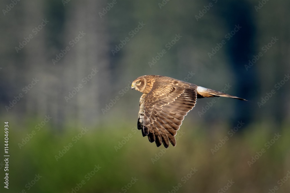 Fototapeta premium Majestic hawk in flight against a blurred forest.