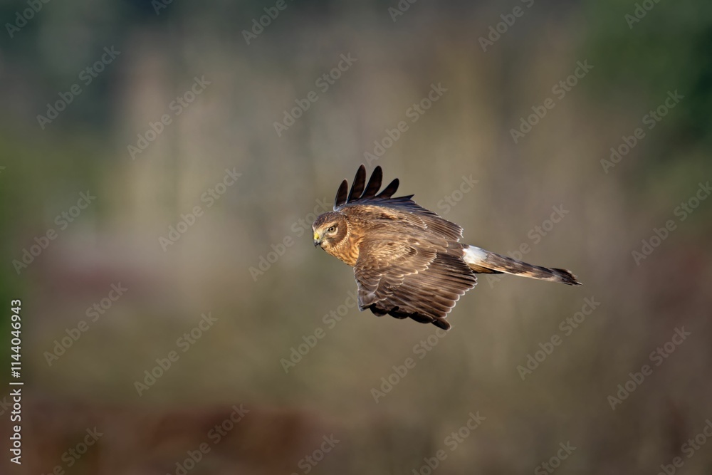 Fototapeta premium Close-up of a hawk in flight against a blurred natural background.
