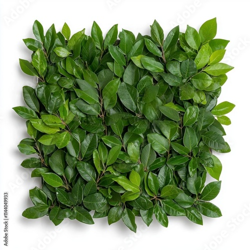 A photostock of lush green hedge frames arranged symmetrically, isolated on a clean white background, perfect for decorative designs, High Quality