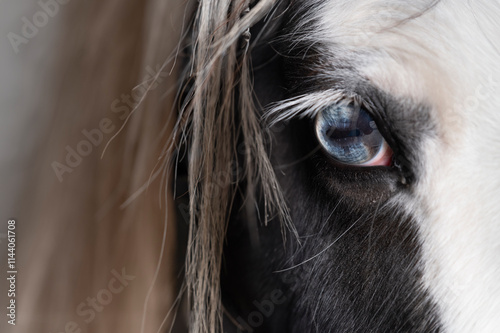 Photos Head of a Gypsy or Tinker horse  diagonally from the front, with manes and a blue eye