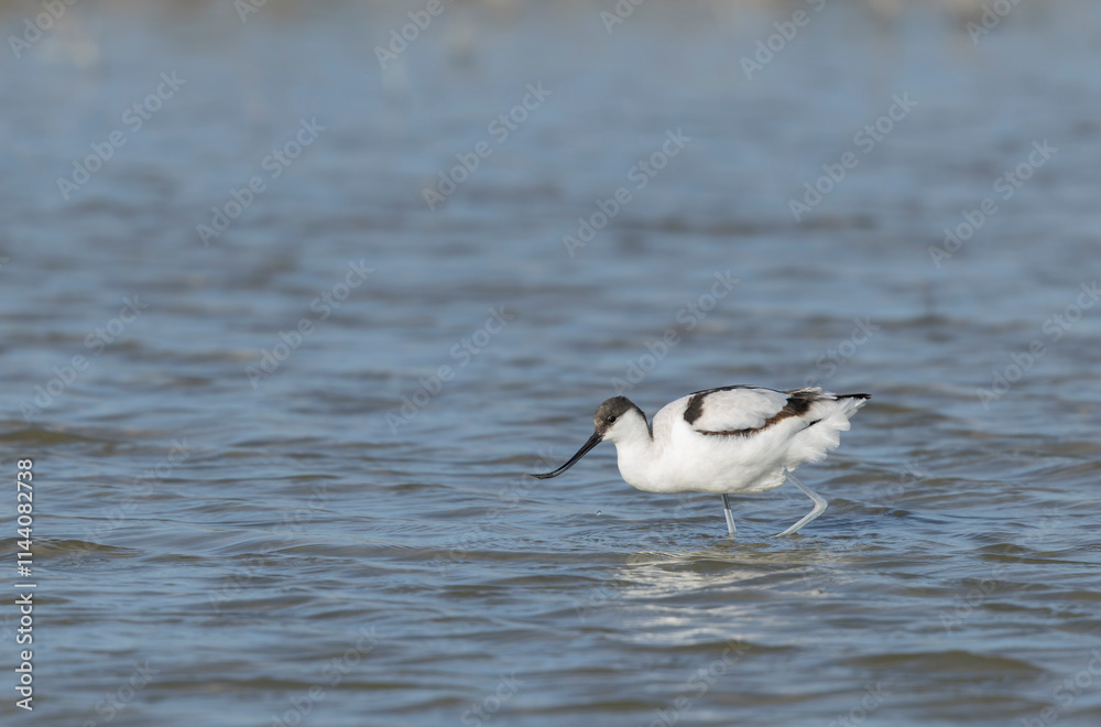 Pied avocet Recurvirostra avosetta in a marsh in Camargue, Southern France Pied avocet Recurvirostra avosetta in a marsh in Camargue, Southern France
