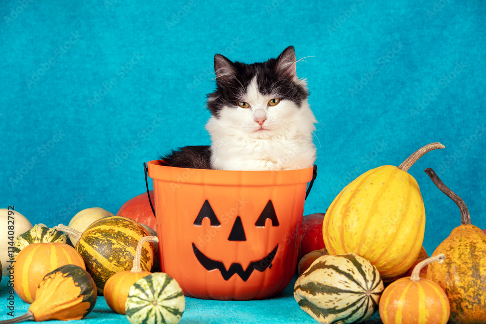 A funny cat in a Halloween basket on a blue blanket with colorful pumpkins. Halloween and Thanksgiving concept