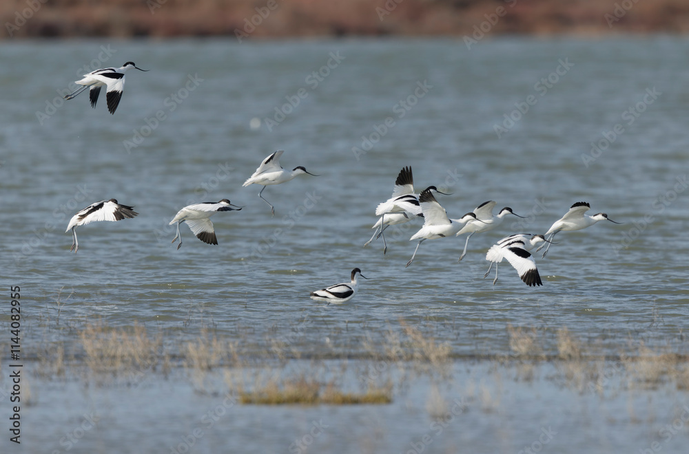 Pied avocet Recurvirostra avosetta in a marsh in Camargue, Southern France Pied avocet Recurvirostra avosetta in a marsh in Camargue, Southern France