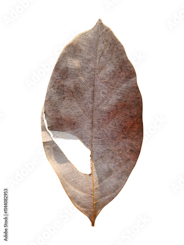 Detailed view of a dried leaf, highlighting its unique textures and earthy tones isolated on transparent background