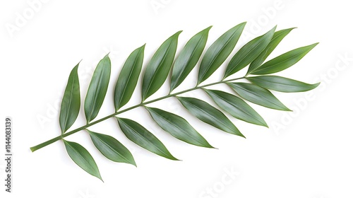 Single green leaf branch isolated on white background.