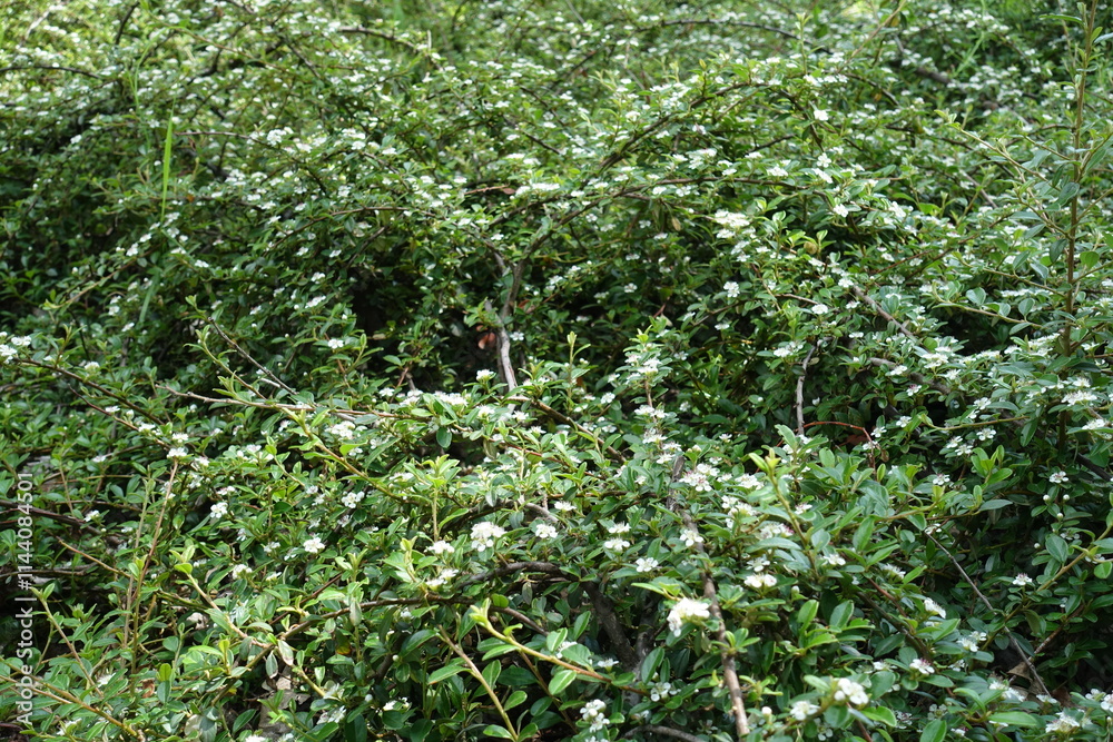 Fototapeta premium Numerous white flowers in the leafage of rockspray cotoneaster in May