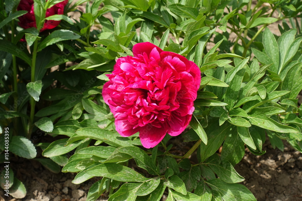 Fototapeta premium Magenta colored flower of common peony in mid May
