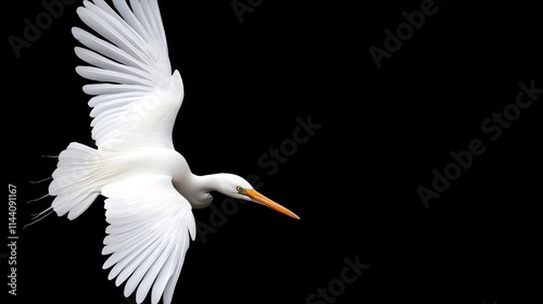 Snowy Egret in Flight: Graceful silhouette of a snowy egret in flight, wings outstretched against a black background, capturing a moment of pure freedom and elegance.  