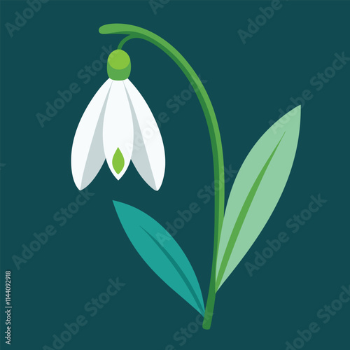 Snowdrop flower illustration 