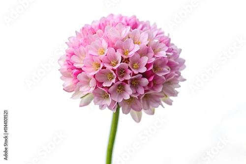 pink dahlia isolated on white
