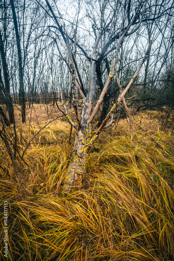 Fototapeta premium Old mystery forest after the rain, landscape photography in the woodlands,autumn season,misty and foggy weather ,wild nature ,grass on the ground with lot of fallen trees,big trees,misty morning