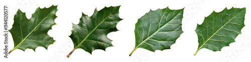 Various Types of Green Leaves Isolated on a Transparent Background for Nature and Botany Themes photo