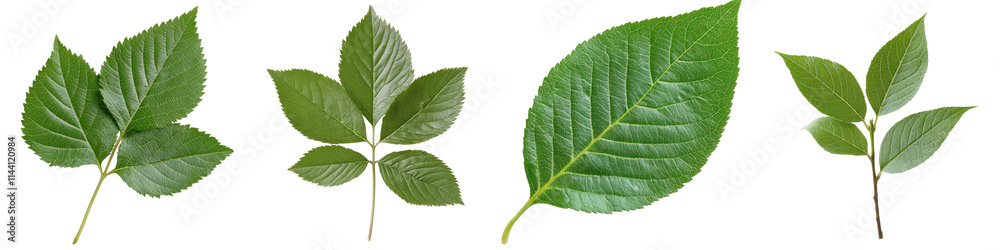 Four Varieties of Green Leaves on Transparent Background for Nature and Botanical Themes Four Varieties of Green Leaves on Transparent Background for Nature and Botanical Themes