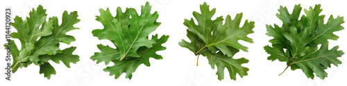 Fresh Green Oak Leaves Isolated on White Background for Natural and Botanical Themes in Various Designs