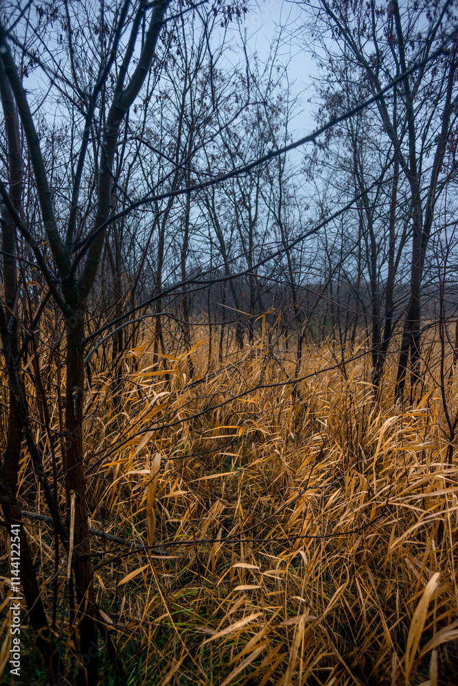 Fototapeta premium Mystery and beautiful forest after the rain, misty and foggy weather in the woodlands,trees and the road to deep and dark woods , big trees , field near the big and beutiful trees, rainy mood ,travel