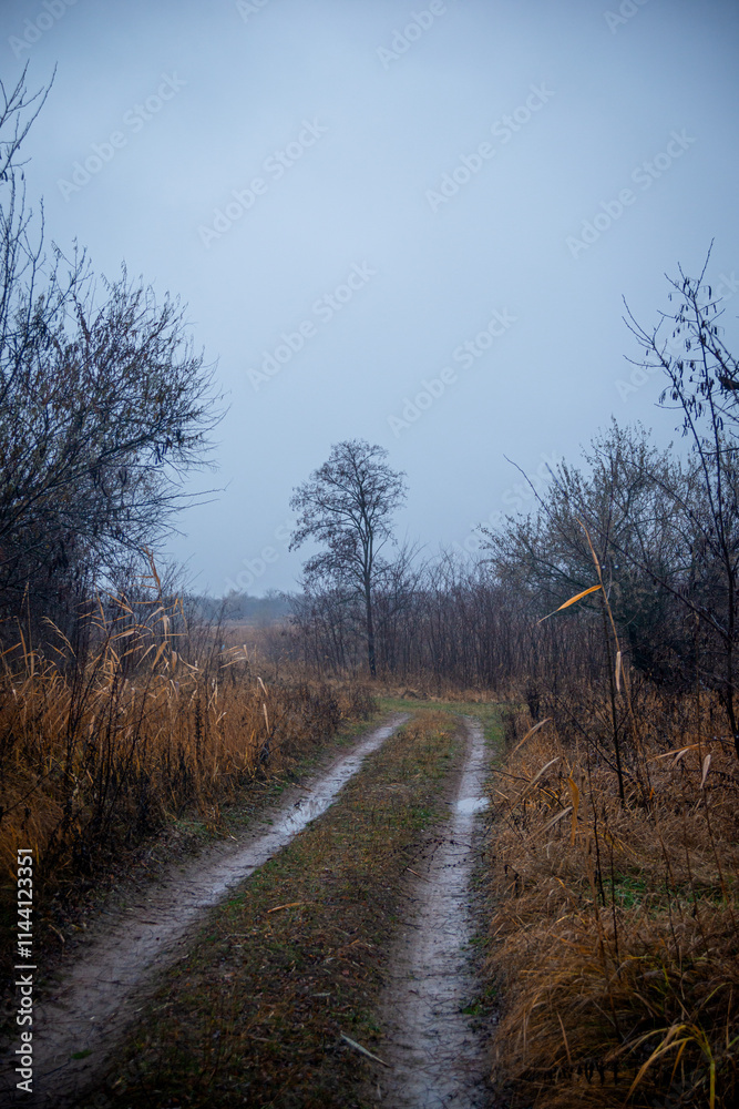 Beautiful road in the field and forest,autumn landscape in woodlands.Mystery and rainy weather with blue and grey sky, forest nature after the rain, road to the forest , water on the road.Wild nature Beautiful road in the field and forest,autumn landscape in woodlands.Mystery and rainy weather with blue and grey sky, forest nature after the rain, road to the forest , water on the road.Wild nature