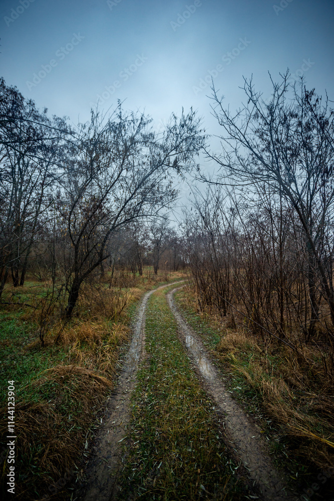 Beautiful road in the field and forest,autumn landscape in woodlands.Mystery and rainy weather with blue and grey sky, forest nature after the rain, road to the forest , water on the road.Wild nature Beautiful road in the field and forest,autumn landscape in woodlands.Mystery and rainy weather with blue and grey sky, forest nature after the rain, road to the forest , water on the road.Wild nature