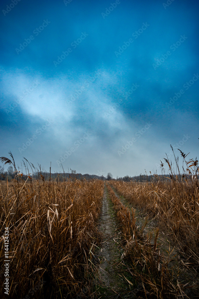 Fototapeta premium Beautiful road in the field and forest,autumn landscape in woodlands.Mystery and rainy weather with blue and grey sky, forest nature after the rain, road to the forest , water on the road.Wild nature 