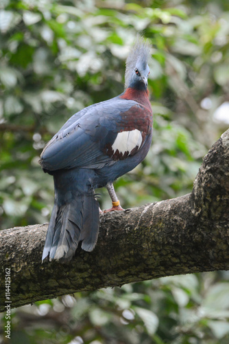 A close-up photo of a Scheepmaker's Crowned pigeon. photo