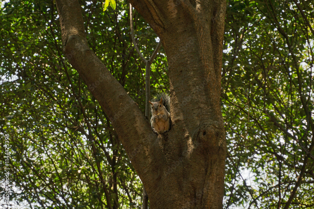 Fototapeta premium A photo of a Tree Squirrel.