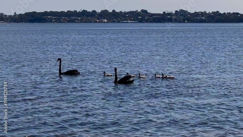 Black swan family - mum, dad, 6 cygnet chicks swim in blue waters of Swan River - backlit